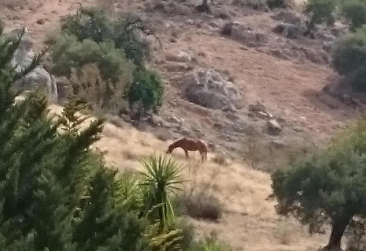 Finca Santa Matilde مالقة المظهر الخارجي الصورة